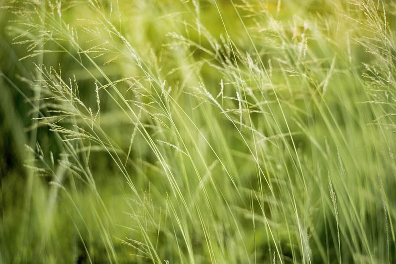 Eco-friendly Plant Care