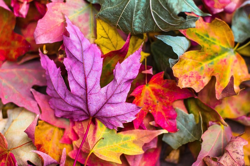 Fall Foliage Decor Ideas