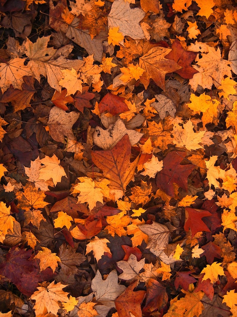 Autumn Harvest