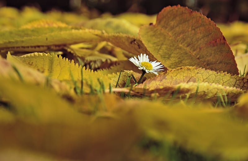 Autumn Flowers Bouquet