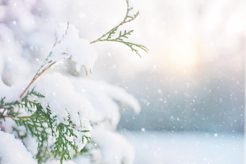 Winter Wonderland