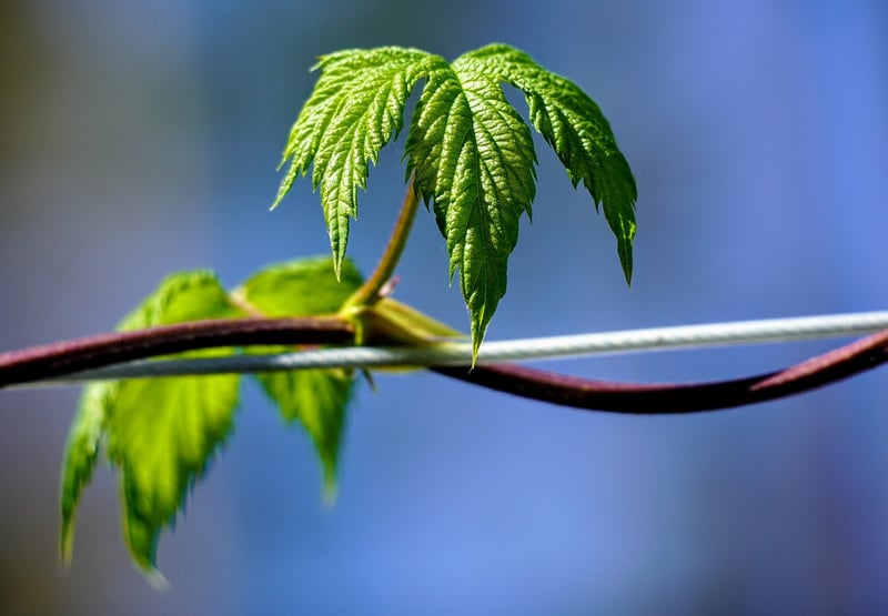 Leaf Illustration