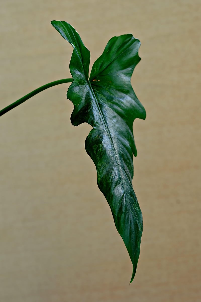 Eco-Friendly Plant Care