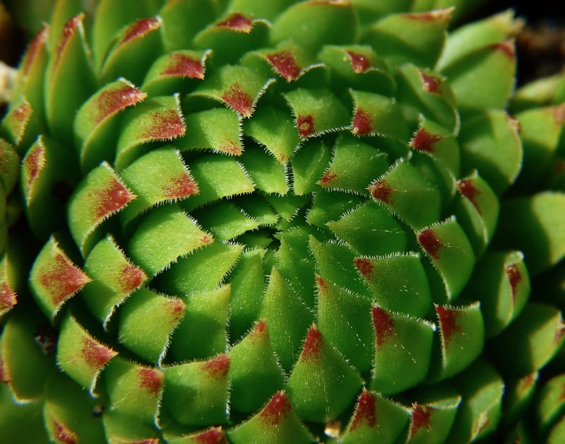 Succulent Centerpieces