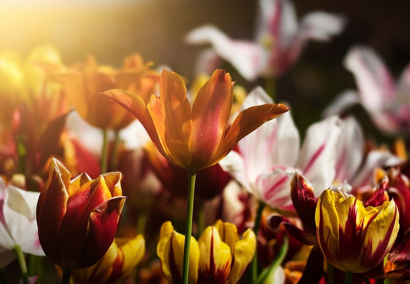 Spring Blooms